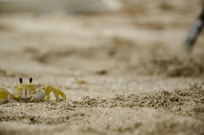 Close-up of crab on ground