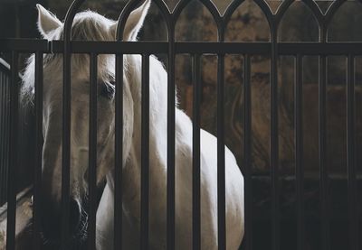 Horse standing in stable