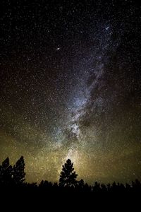 Low angle view of silhouette trees against clear sky at night