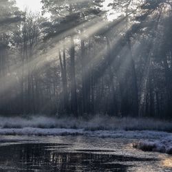 Scenic view of river amidst trees in forest