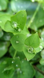 Close-up of water drops on leaf