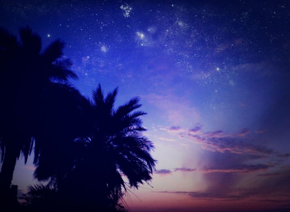 silhouette, sky, low angle view, tree, beauty in nature, scenics, night, tranquil scene, tranquility, nature, star - space, idyllic, star field, majestic, astronomy, dusk, dramatic sky, outdoors, palm tree, star