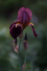 Close-up of purple flowering plant