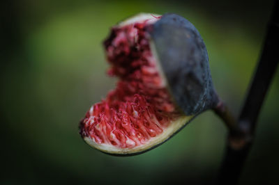 Close-up of plant