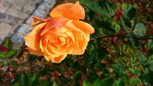 Close-up of orange rose