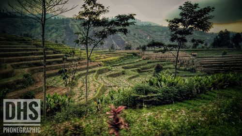 Scenic view of agricultural field against trees