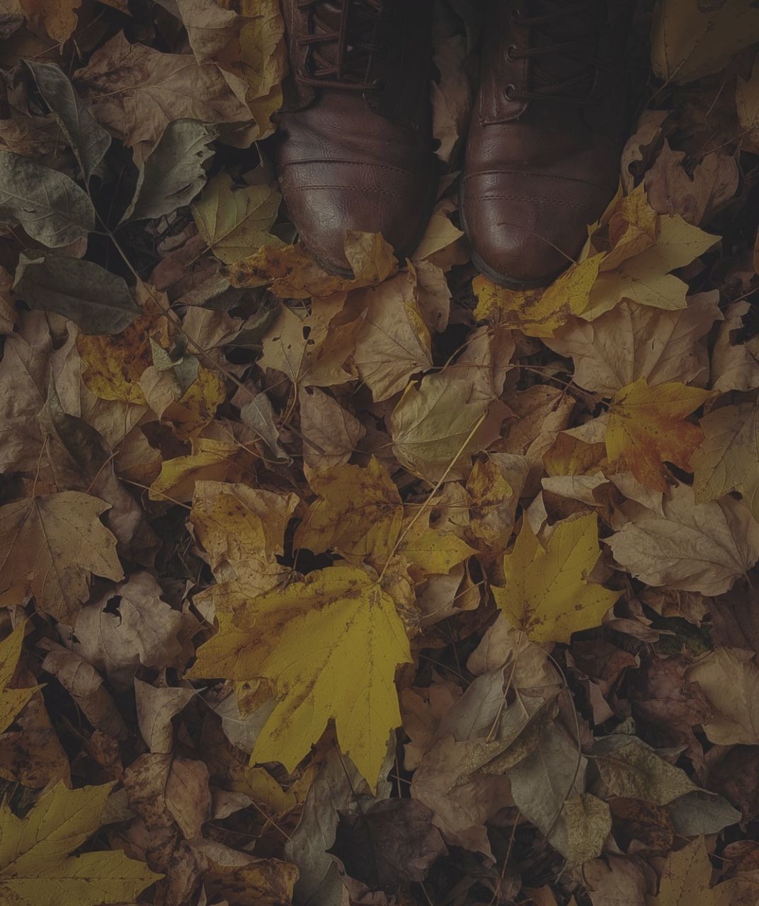 plant part, leaf, autumn, change, leaves, dry, nature, falling, day, beauty in nature, yellow, no people, high angle view, abundance, land, outdoors, field, close-up, maple leaf, full frame, natural condition, autumn collection, fall