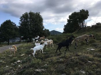 Flock of sheep on field