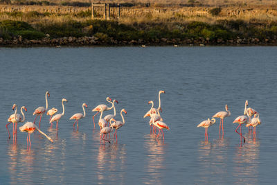 Scenic view of flamingos in water