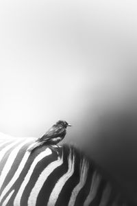 Side view of bird perching on zebra
