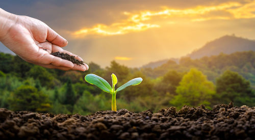 Cropped image of pouring mud over plant against sky during sunrise