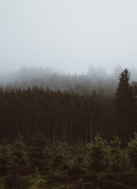 Trees in forest against sky