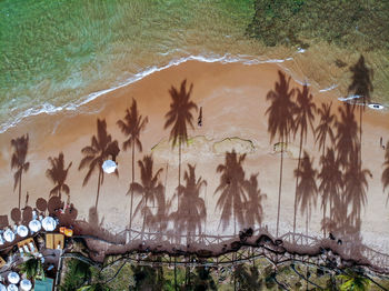 Plants growing on beach