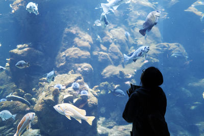 Rear view of silhouette fish in aquarium