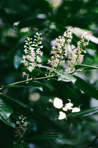 Close-up of flowering plant