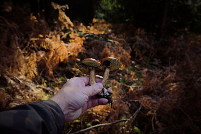 Midsection of person holding mushroom growing in forest