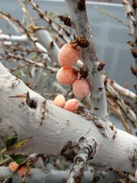 Close-up of frozen seabuckthorn fruits on branch