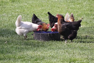 Hens on grassy field