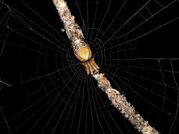 Close-up of spider web