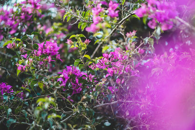 Close-up of pink flowering plants