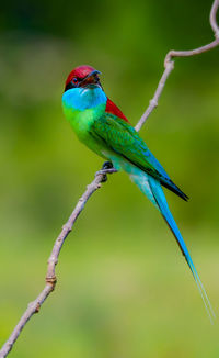 Close-up of parrot perching on branch