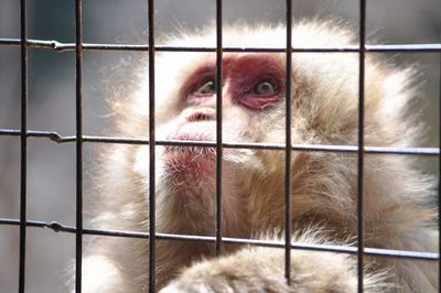 Close-up of monkey in cage