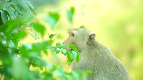 Close-up of monkey on tree