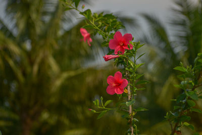 Close-up of pink flowering plants