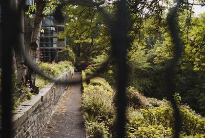 Footpath amidst trees in forest