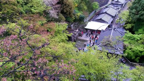 Panoramic view of trees