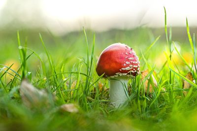 Close-up of mushroom growing on field