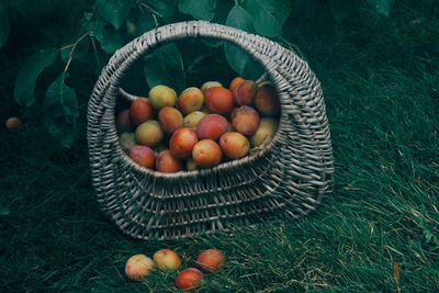 High angle view of apples in basket on field