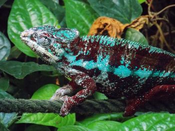 Close-up of lizard on plant