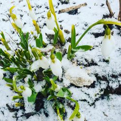 High angle view of snow on plant during winter