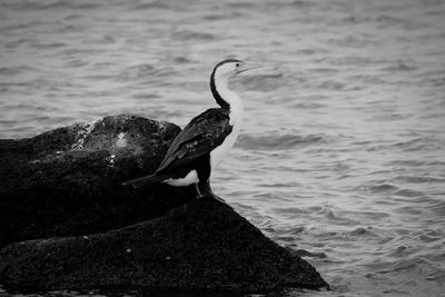 View of a bird in calm sea