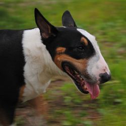 Close-up of dog looking away