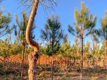 Panoramic shot of trees on field against sky