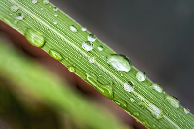 Macro closeup of beautiful fresh green grass with drop of water after the rain in morning sun