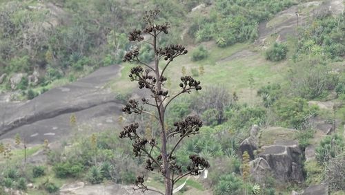 Plants and trees on landscape