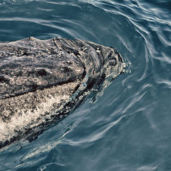 High angle view of turtle in sea