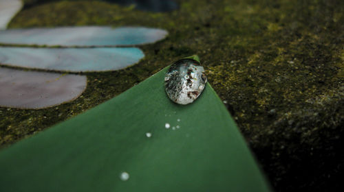 Close-up of frog on rock