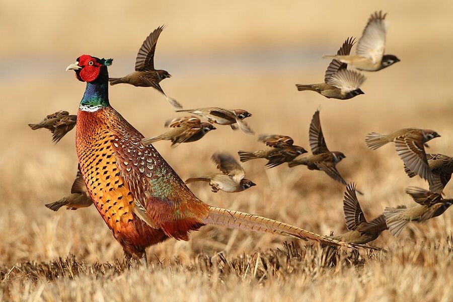 animal themes, animals in the wild, bird, flying, wildlife, spread wings, mid-air, focus on foreground, two animals, field, full length, nature, animal wing, day, three animals, outdoors, animal wildlife, togetherness, one animal, no people