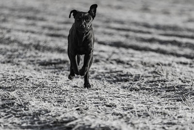 Portrait of dog running on field