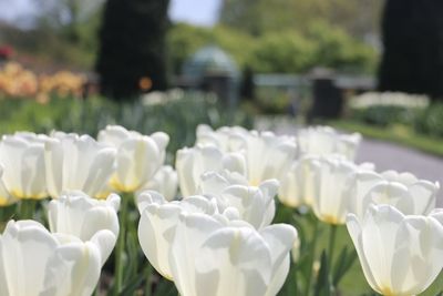 Close-up of white flower