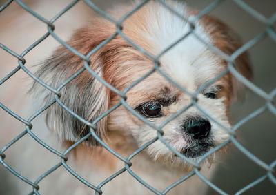 Dog locked in a cage,vintage color tone