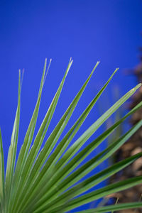 Low angle view of plant against blue sky