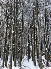 Low angle view of trees in forest during winter