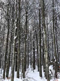 Low angle view of trees in forest during winter