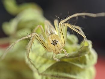 Close-up of spider