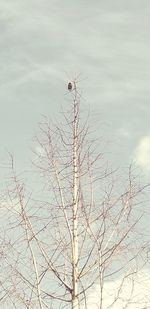 View of birds on bare tree against sky